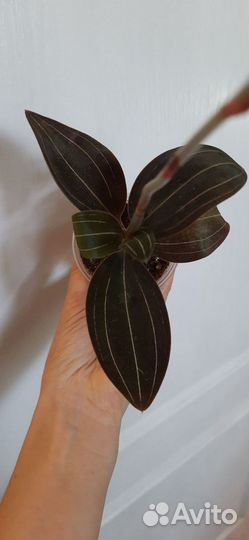 Лудизия (драгоценная орхидея)