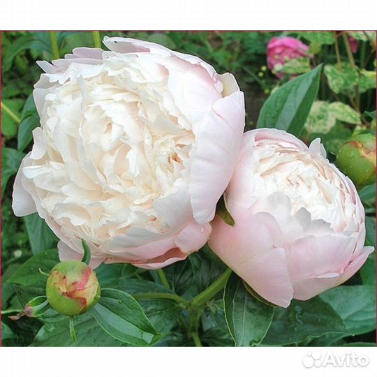 Пион Mary E Nicholls