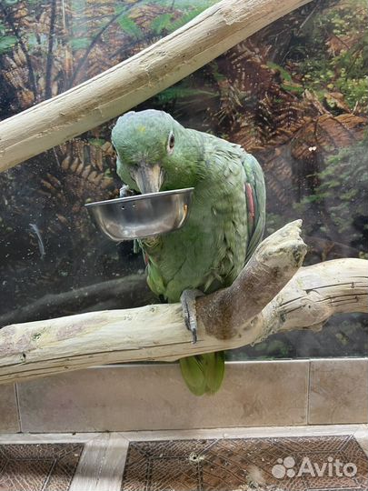 Венесуэльский Amazon