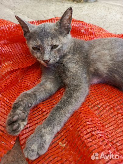 Русская голубая