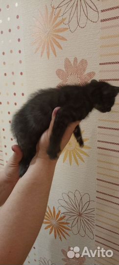 Бенгальские котята