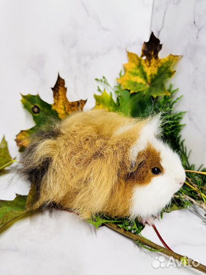 Морские свинки тедди