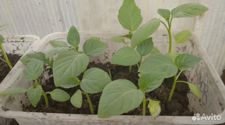 Рассада овощей