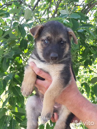 Щенята ищут хозяина (помесь евр. овчарки)