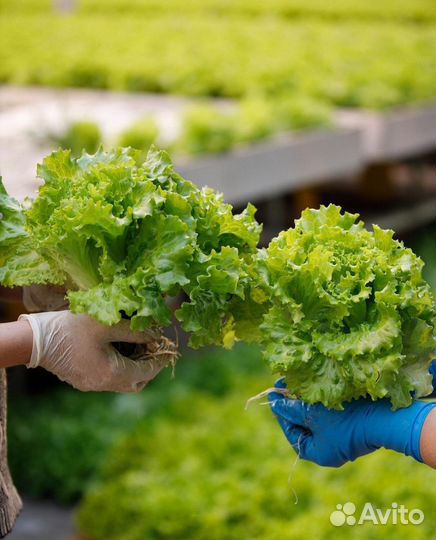 Упаковщик салата (ст. Марьянская)