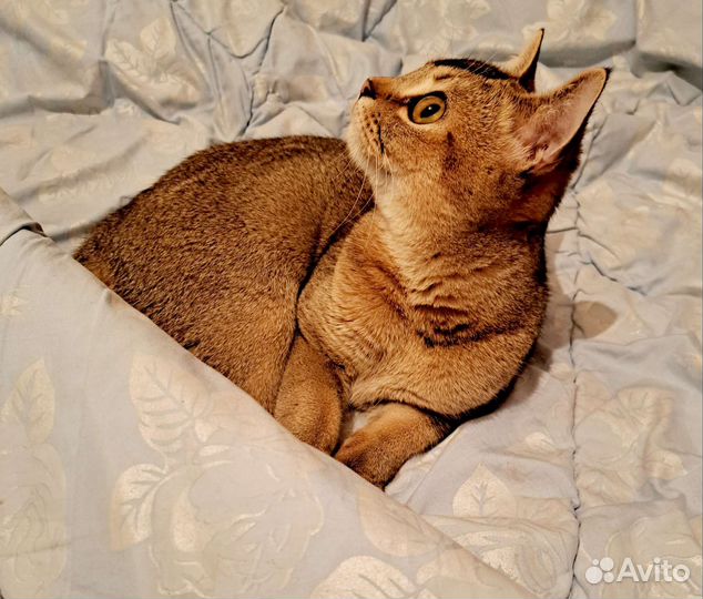 Шотландский страйт