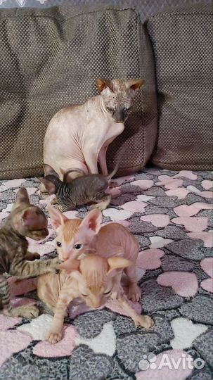 Котята сфинкс