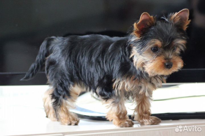 Йоркширский терьер девочки