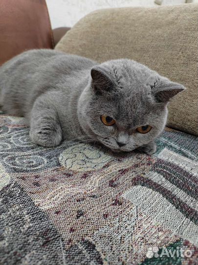 Котенок
