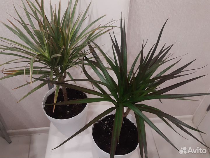 Драцена,Спатефилум