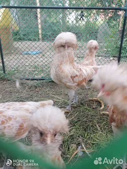 Падуан Петушок Шамоа