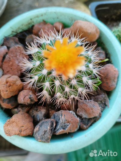 Кактусы на цвету