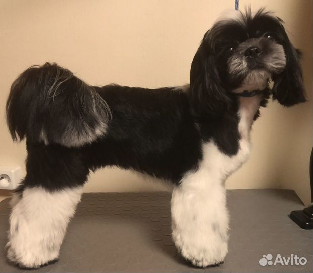 Стрижка собак