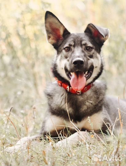 Джой -семейная собака