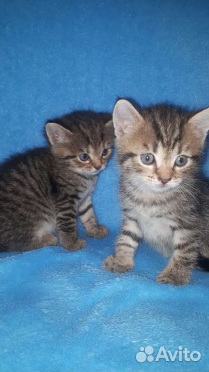 Котята