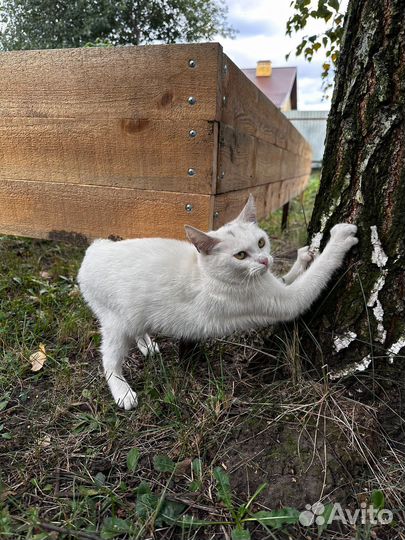 Котики в добрые руки
