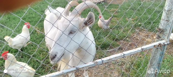 Коза дойная