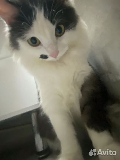Кошка в дар бесплатно
