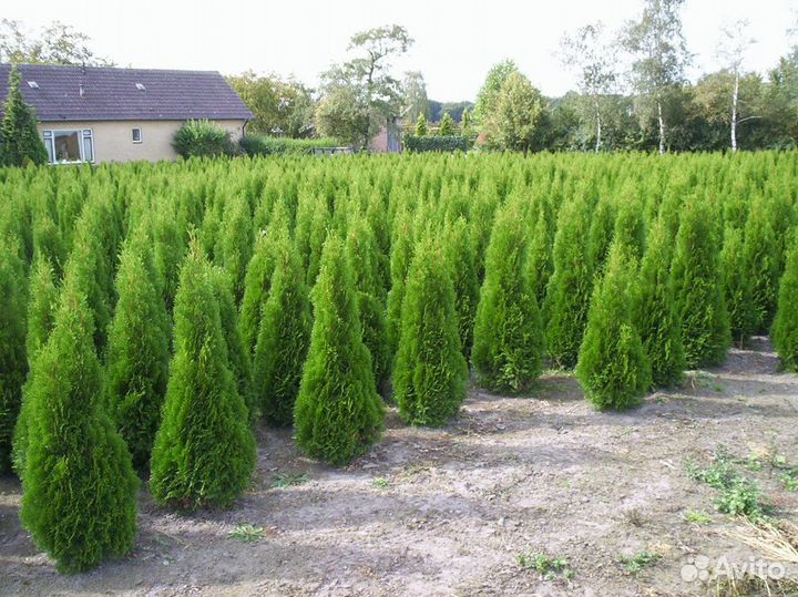 Туи Брабант Смарагд с подсадкой под ключ