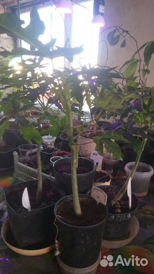 Папая,уже зацветает