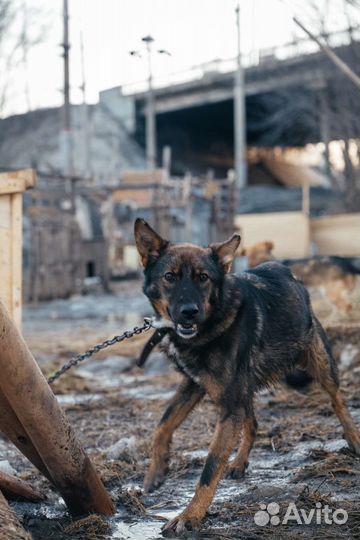 Собака в добрые руки