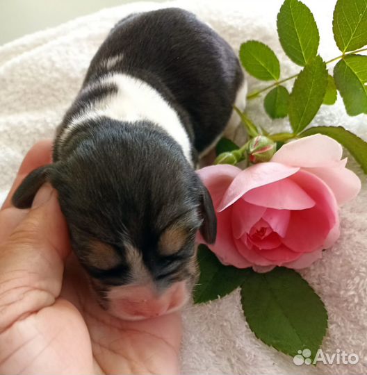 Щенки бигль