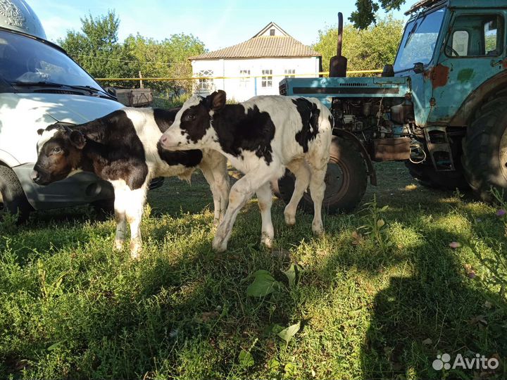 Телята Элитные