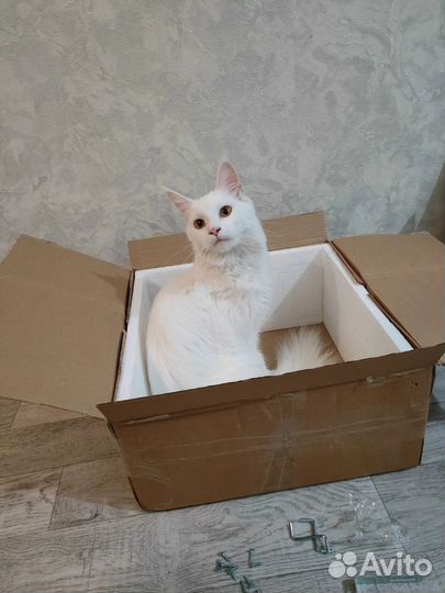 Отдается кошка в добрые руки