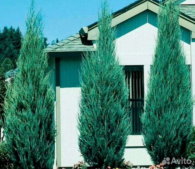 Хвойные растения и саженцы спирея грефштейн