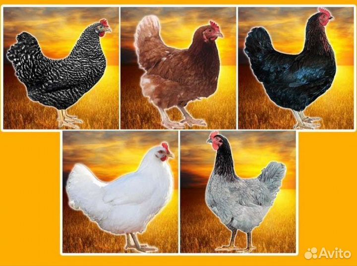 Продажа кур- молодок и кур несушек