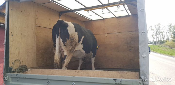 Перевозка скота, домашних животных