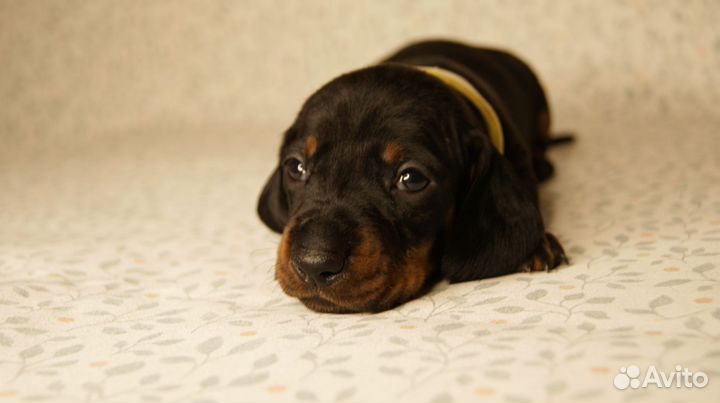 Щенки таксы