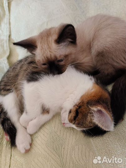 Котятки в добрые руки