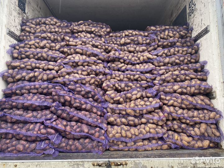 Картофель оптом