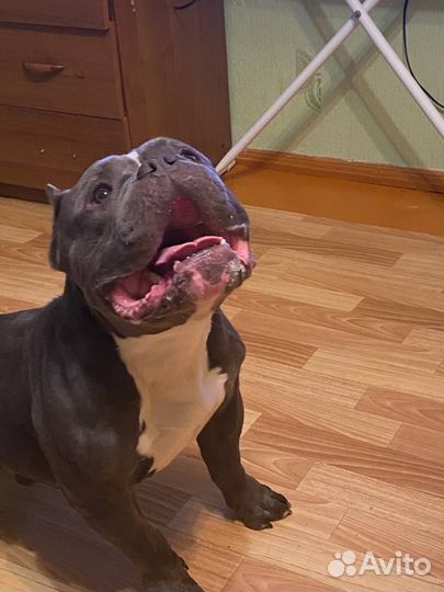 Вязка собак американский буль