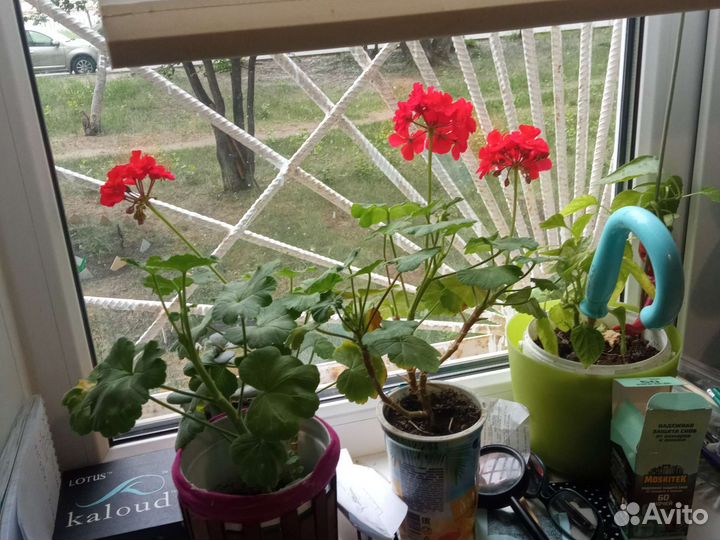 Красула толстянка, герань, фикус