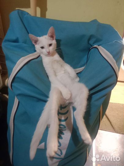Кот