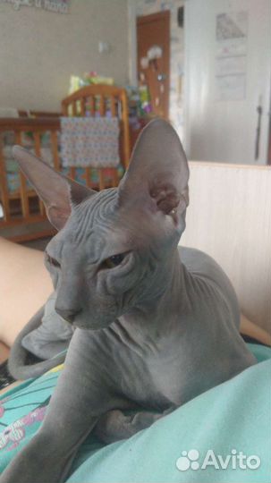 Донской сфинкс