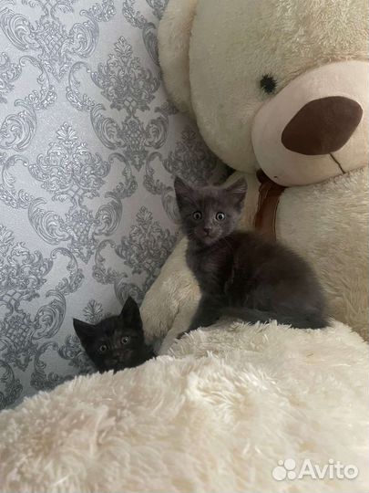 Кошка в дар бесплатно