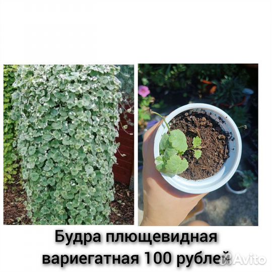 Ампельные растения