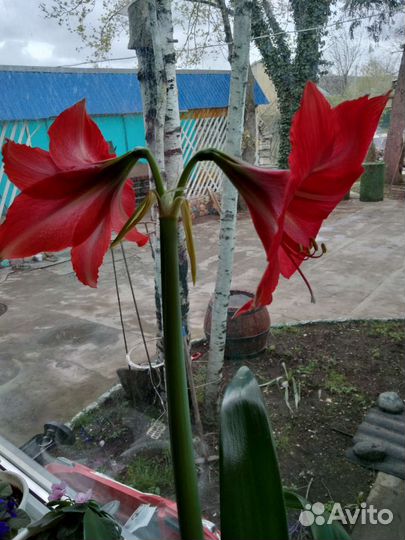 Гиппиаструм