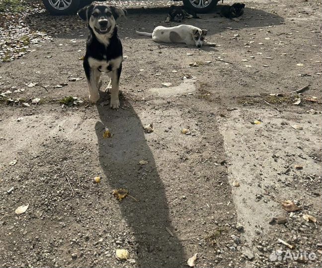 Собаки в добрые руки