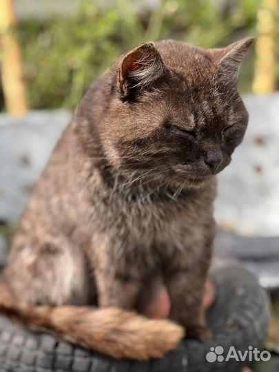 Котик в добрые руки бесплатно