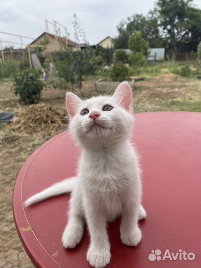 Кошка девочка с голубыми глазами