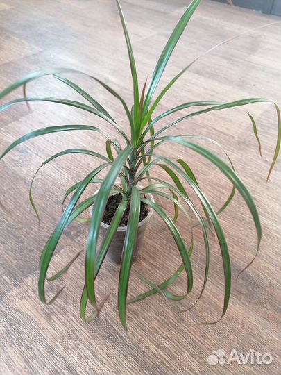 Драцена маргината