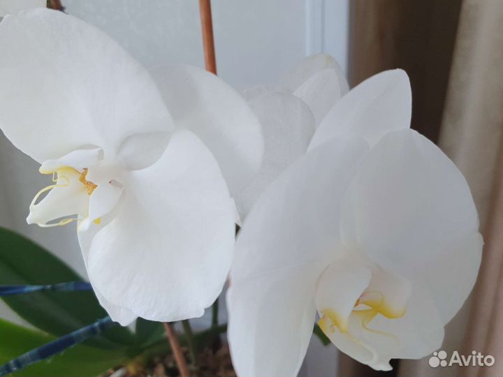 Дендробиум