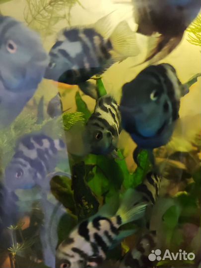 Аквариумные рыбки