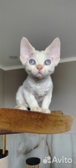 Девон-рекс котёнок