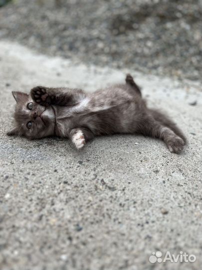 Британский котенок