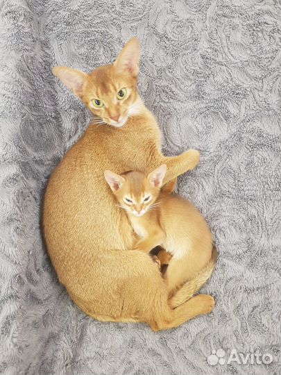 Абиссинские котята